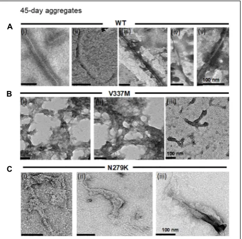 FIGURE 3 | The distinct structural phenotypes of tau K18 aggregatesobserved in the presence of the FTD mutations do not change with extendedaggregation reactions