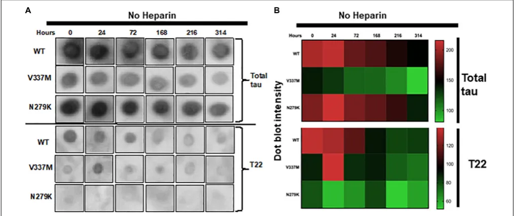 FIGURE 4 | The FTD mutations change the immuno-reactivity of tau K18. (A) Dot blots of K18-WT and its FTD variants aggregating in heparin-free conditionsprobed with two different tau antibodies; total tau (A0024 from Dako) and the oligomer-preferring T22
