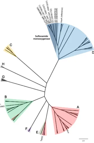 Fig. 3. Phylogenetic relationship of sulfonamide mono-xy(WP_100812327, 95.5% identity) and(WP_100813237, 95.7% identity), and hypothetical pro-teinsOEH57813, 91.7% and 74.6% identities, respectively) andD499.1% identity) andclosely related protein among th