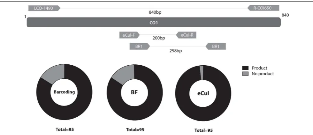 FIGURE 2 | Topography and PCR-efﬁcacy of LCO-1490/R-COI650, BF1/BR1 (BF) and eCul-F/eCul-R (eCul)