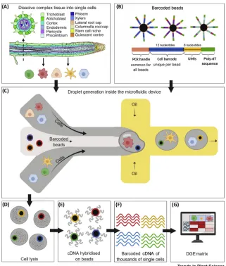 Figure 1. Generation of Singe-Cell Transcriptomic Data Using Microﬂuidic Technology.(A) Complex tissue is dissociated into individual cells