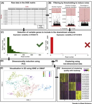 Figure 2. Analysis Workﬂow for Cell-Type Identiﬁcation in Single-Cell Transcriptomic Data.(A) Raw data organised in digital gene expression (DGE) matrix