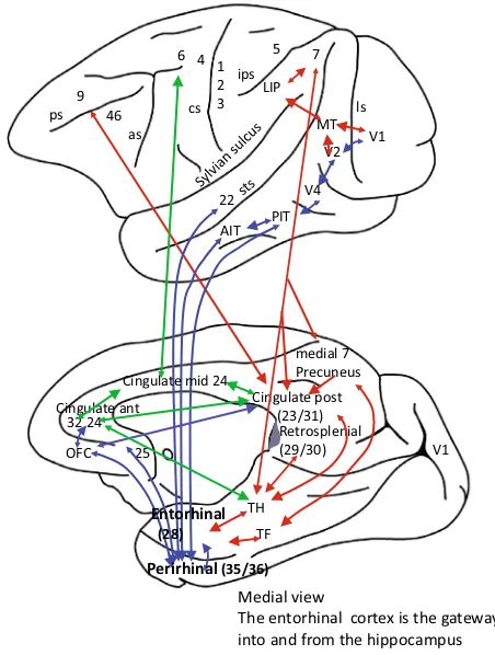 Fig. 1  The connections of the anterior and posterior cingulate cortex with their input areas, and their outputs to the hippocampal memory system