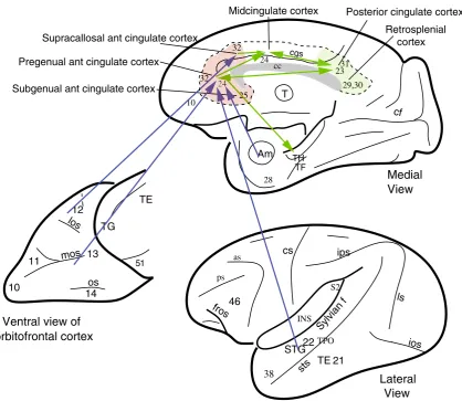 Fig. 2  Connections of the anterior cingulate cortex shown on views of the primate brain (see text)