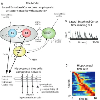 Figure 1. Model of the Lateral Entorhinal Cor-