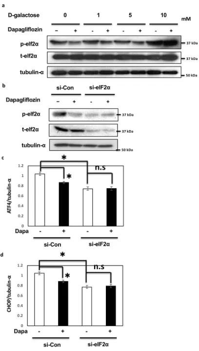 Figure 3. Dapagliflozin regulates unfolded protein response through the eIF2α pathway in HK-2 cells