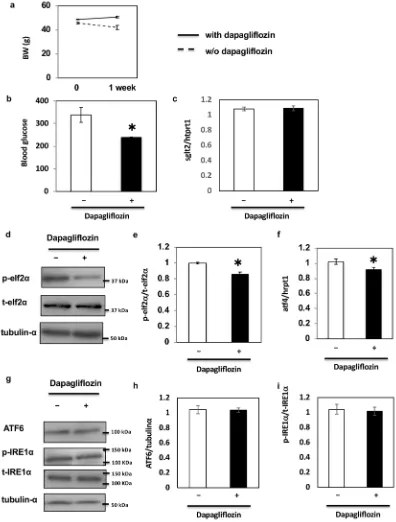 Figure 6. Effect of dapagliflozin on ER stress-induced cell death in vivo. (a) Body weights of db/db mice administered oral dapagliflozin every day for 1 week