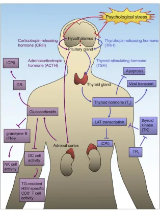Figure 7Stress-induced hormone imbalance which leads to reactivation. Psychological stress acts on hypothalamus, stimulates HPA axis(purple arrows) and suppresses HPT axis (blue arrows)