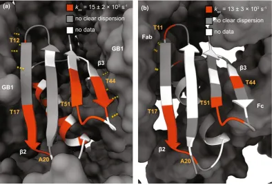 Figure 3. Microsecond exchange in crystalline GB1 (figures. White indicates residues for which data are missing