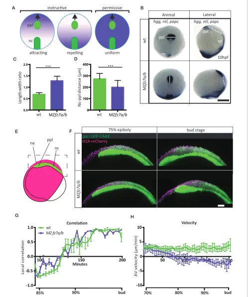 Figure 1. MZfz7a/b prechordal plate phenotype. (A) Possible modes of Wnt-Fz/PCP function in ppl migration