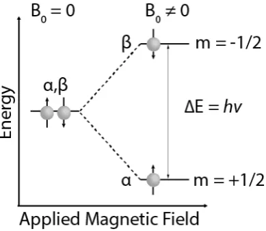 Figure 3.1. Two energy levels of single spin ½ nucleus with and without an applied 