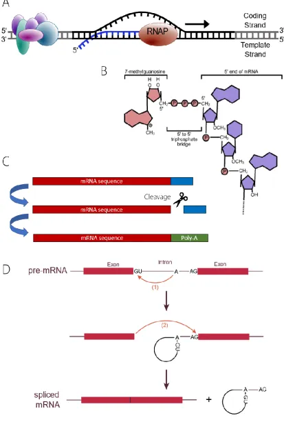 Figure 2: The main processes involved in transcription. A - The elongation of the mRNA transcript by RNA polymerase II