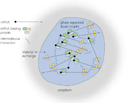 Figure 7: Simplified representation of a processing body, a liquid droplet made up of mRNA and mRNA binding proteins