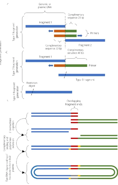 Figure 11: An overview of the Gibson assembly cloning process used to create plasmids in this study