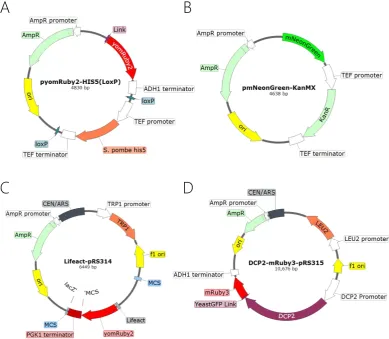 Figure 12: The main plasmids used in this study,  Top Row – A & B, plasmids for integrating fluorescent proteins to create fusion with en-dogenous yeast proteins