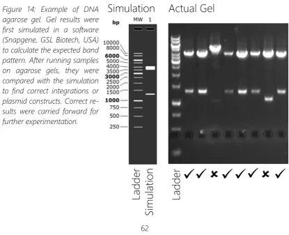 Figure 14: Example of DNA agarose gel. Gel results were 