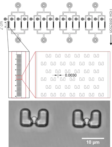 Figure 21: The High throughput Yeast Ageing Array device can accommodate up to 16 strains simultaneously via separate loading and media flow channels