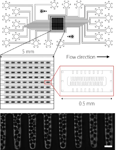 Figure 23: The CliC High throughput ageing device uses cavities within a PDMS trapping area to trap cells on a single focal plane