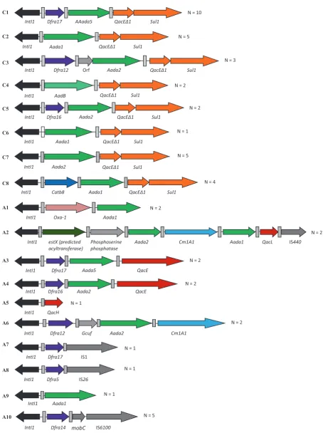 Fig. 4 Schematic representation of the different types of gene cassettearrays found throughout CL1-bearing bacteria