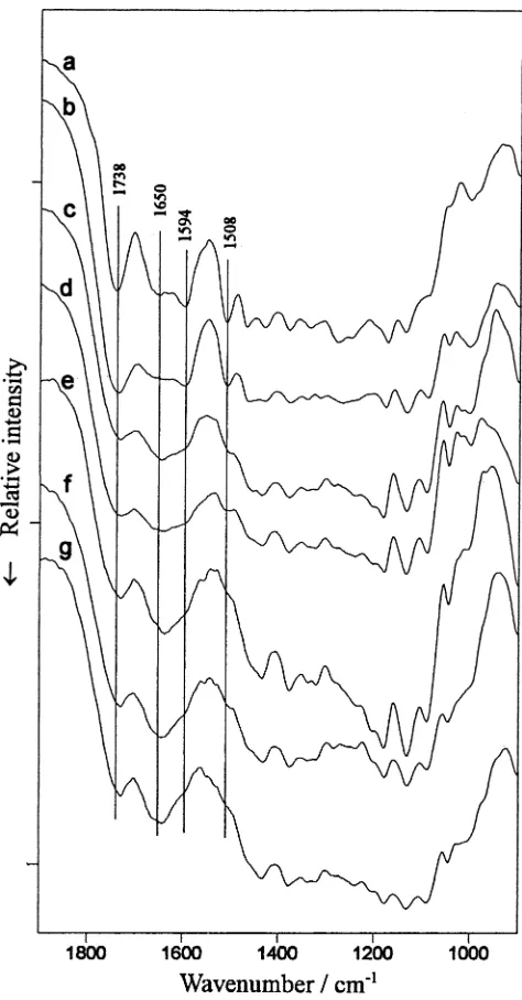 Fig. 4. DRIFT spectra of the surfaces of puspa weathered for variousperiods. a, Unexposed; b, 2 weeks; c, 4 weeks; d, 6 weeks; e, 8 weeks; f,16 weeks; g, 32 weeks