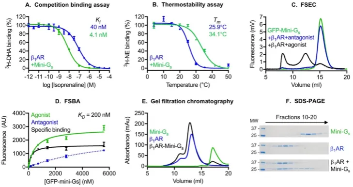 Figure 3. Five different assays have been developed to characterise mini G protein coupling to a range of GPCRs ; the example of mini-G binding to βAR is used 