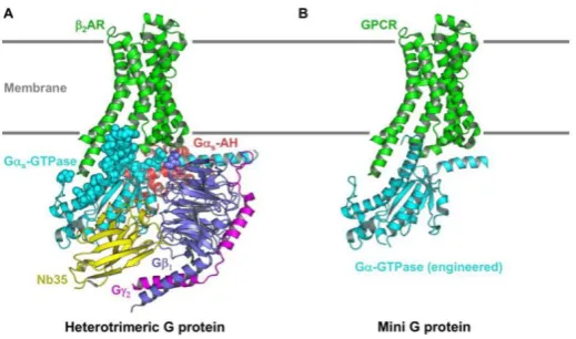 Figure 1. Development of the original mini G protein. A: Structure of with heterotrimeric Gthe G protein having a molecular weight of over 90 kDa, virtually all of the residues that interact with the receptor (shown as spheres) were localised to the G(colo