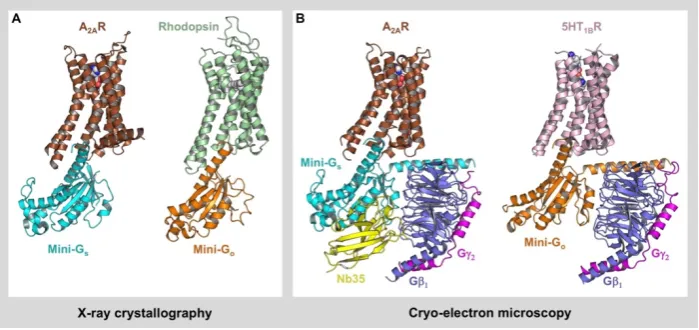 Figure 2. Structures of GPCRs in complex with mini G proteins. A: Structures of two complexes have been solved using cryo-EM: Aall-mini G protein complexes have been solved using X-ray crystallography: A2AR bound to mini-Gs and the agonist NECA (PDB: 5G53)