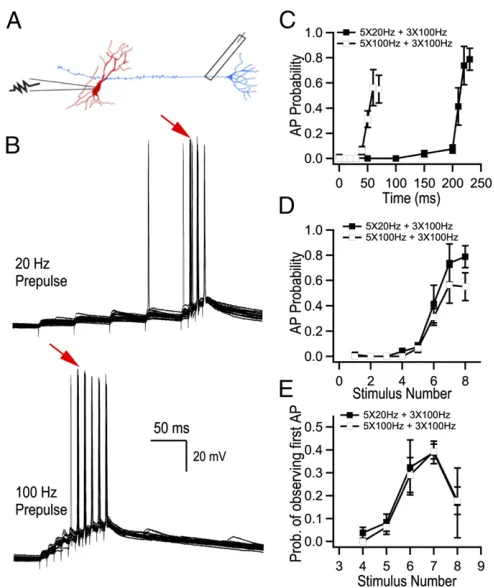 Fig. 1.Transmission of information to CA3 pyramidal cells depends on thenumber of APs in bursts