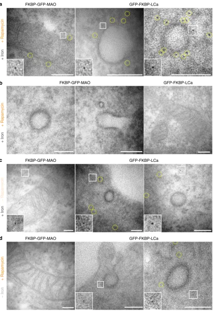Fig. 3 Identity of FerriTag particles and speciﬁcity of FerriTagging. Electron micrographs from experiments where either FKBP-GFP-MAO or GFP-FKBP-LCawere FerriTagged