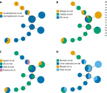 Fig. 1. Analysis of Fusobacterium necrophorum MLVAstrain type clustering using goeBurst
