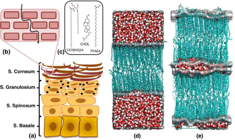 Fig. 1 (a) Schematic representation of the epidermal layers adapted from Krieg and Füstembergerblack arrow indicates a possible pathway of permeation through the lipid lamellae