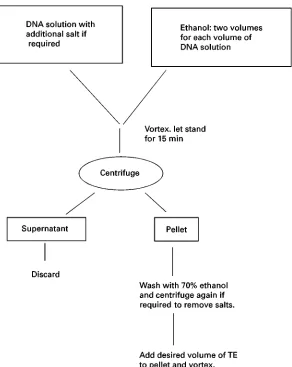 Figure 3Ethanol precipitation of DNA.
