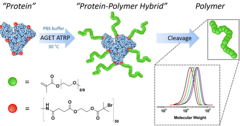 Figure 3: Synthesis of PPHs via (AGET) ATRP from [BSA]-O-iBBr30 and Selective Cleavage of Polymer