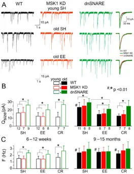 Figure 5. Experience-dependent alterations in inhibitory synaptic transmission. GABAwhole-cell currents recorded in young (top row) and old SH (middle row) and EE (bottom row) WT,A receptor-mediatedminiature inhibitory postsynaptic currents (mIPSCs) were r