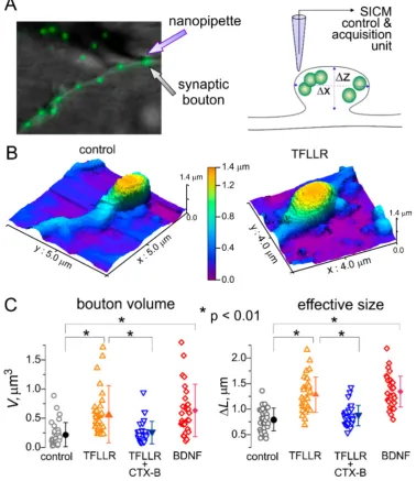 Figure 2. Astroglia and brain-derived neurotrophic factor (BDNF) regulate synaptic size