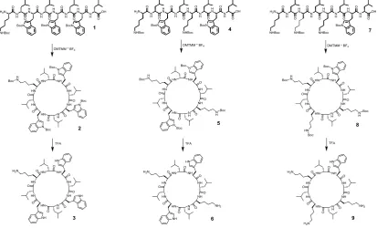 Figure 1: Schematic representation showing the synthesis of cyclic peptides with varying numbers of lysine moieties