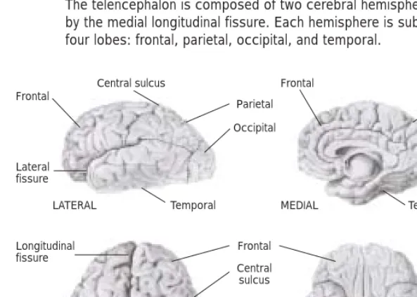 Fig. 2.3Cerebral hemispheresThe telencephalon is composed of two cerebral hemisphere separated
