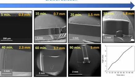 Figure 1: SEM images of the carpet height of MWCNTs grown on Si/Al2O3 10 nm/Fe 1.8 nm 