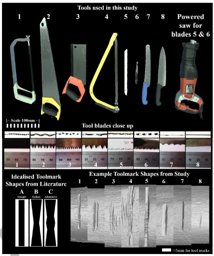 Figure 1: The eight saws used in this study and respective blade profiles and toolmark edge shapes described in the literature (A-C) with corresponding example toolmark edges observed in this study (1-8) with their respective tools below