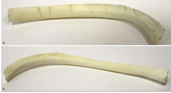 Fig. 9. Defleshed pig rib from experiment 2 with A) 7 cut marks made by knife 4; and B) 3 marks made by knife 8 
