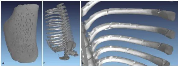 Fig. 7. Pig torso sample with white material outer layer clamped in an upright orientation positioned at average torso height prior to cut mark generation by human effort
