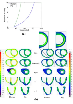 Fig. 11 Comparison between themodel predictions using the dataset for pig and humanmyocardium
