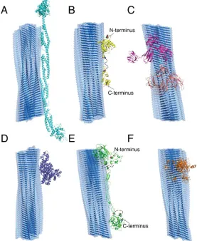 Figure 5. Schematic binding between IAPP amyloid fibril and AF/AE proteins with 