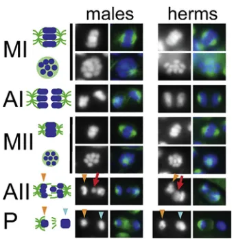 Figure 2. Patterns of Chromosome Segregation during A. rhodensisSpermatocyte MeiosisChromosome segregation patterns were imaged in isolated and ﬁxed maleand hermaphrodite gonads