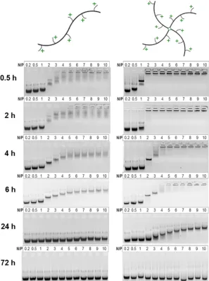 Figure 2. Gel retardation assay with dsRNA and linear/star PDMAEA. Polymer/dsRNA complexes were formed in RNase free water at increasingN+/P− ratio (0.2, 0.5, 1, 2, 3, 4, 5, 6, 7, 8, 9, 10) and evaluated after 0.5, 2, 4, 6, 24, and 72 h
