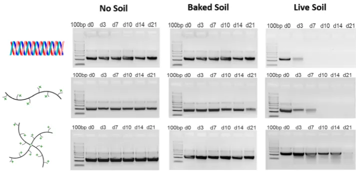 Figure 4. Evaluation of (a) naked dsRNA, (b) linear PDMAEA/dsRNA complex, and (c) star PDMAEA dsRNA complex (200baked soil, and live soil (0.5 g)