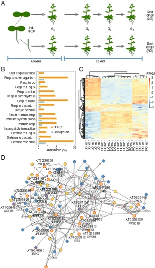 Fig. 1.Differential expression of defense-related genes in RO and LO plants. (A) Experimental design