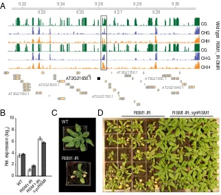 Fig. 4.Activity of anleaves and roots of WT plants, RSM1-IR plants, and RSM1-IR plants complemented with synRSM1