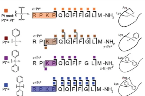 Fig. 3Platinated SubP peptide species observed and fragmented byECD MS/MS; coloured squares indicate a modiﬁcation on the partic-ular fragment