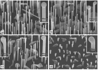 Figure 1. SEM image of GaAs NWs with nominal Be doping concentration of (a) 
